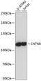 Contactin 6 antibody, GTX66242, GeneTex, Western Blot image 