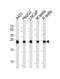 Triosephosphate Isomerase 1 antibody, MBS9208901, MyBioSource, Western Blot image 