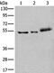 YY2 Transcription Factor antibody, PA5-67626, Invitrogen Antibodies, Western Blot image 