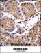 Serum Amyloid A Like 1 antibody, 56-651, ProSci, Immunohistochemistry paraffin image 