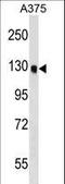 Oxysterol Binding Protein Like 6 antibody, LS-C158508, Lifespan Biosciences, Western Blot image 
