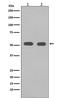 Tubulin Alpha 1b antibody, M08382-1, Boster Biological Technology, Western Blot image 