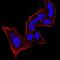Chromobox 5 antibody, NBP2-52420, Novus Biologicals, Immunocytochemistry image 