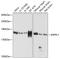 Phosphatidylinositol-3,4,5-trisphosphate 5-phosphatase 2 antibody, 13-439, ProSci, Western Blot image 