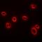 Major Histocompatibility Complex, Class I, A antibody, orb340829, Biorbyt, Immunofluorescence image 