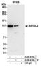 Mtr4 Exosome RNA Helicase antibody, A300-614A, Bethyl Labs, Immunoprecipitation image 