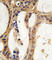 Pim-1 Proto-Oncogene, Serine/Threonine Kinase antibody, abx033772, Abbexa, Western Blot image 