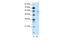 DNA Methyltransferase 1 Associated Protein 1 antibody, 29-054, ProSci, Enzyme Linked Immunosorbent Assay image 