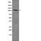 RB Transcriptional Corepressor 1 antibody, PA5-64560, Invitrogen Antibodies, Western Blot image 