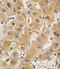 Apolipoprotein A5 antibody, 62-891, ProSci, Immunohistochemistry paraffin image 