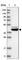 Basic Leucine Zipper And W2 Domains 2 antibody, HPA026709, Atlas Antibodies, Western Blot image 
