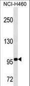 TLE Family Member 4, Transcriptional Corepressor antibody, LS-C161912, Lifespan Biosciences, Western Blot image 