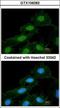 Calcium/Calmodulin Dependent Protein Kinase I antibody, GTX106082, GeneTex, Immunocytochemistry image 