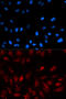 Proliferation-Associated 2G4 antibody, 19-625, ProSci, Immunofluorescence image 