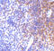 Interferon Regulatory Factor 7 antibody, 3943, ProSci, Immunohistochemistry paraffin image 