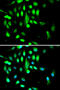 Cyclin Dependent Kinase 1 antibody, 13-084, ProSci, Immunofluorescence image 