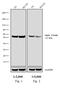 Rat IgG antibody, PA1-29926, Invitrogen Antibodies, Western Blot image 