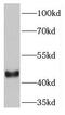 PTB domain-containing engulfment adapter protein 1 antibody, FNab03732, FineTest, Western Blot image 