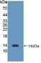 S100 Calcium Binding Protein B antibody, MBS2001256, MyBioSource, Western Blot image 