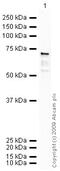 Wnt Family Member 3A antibody, ab28472, Abcam, Western Blot image 