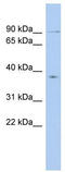 Kinesin Family Member 2B antibody, TA334702, Origene, Western Blot image 