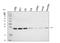 RAB5A, Member RAS Oncogene Family antibody, A01891, Boster Biological Technology, Western Blot image 