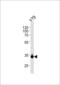 Orthodenticle Homeobox 2 antibody, 55-983, ProSci, Western Blot image 