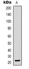 BCL2 Interacting Protein 3 antibody, LS-C368729, Lifespan Biosciences, Western Blot image 