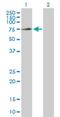 GTP Binding Protein 1 antibody, H00009567-D01P, Novus Biologicals, Western Blot image 