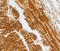 H36 antibody, LS-C332231, Lifespan Biosciences, Immunohistochemistry paraffin image 