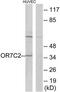 Olfactory Receptor Family 7 Subfamily C Member 2 antibody, TA315339, Origene, Western Blot image 