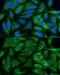 Methylenetetrahydrofolate Dehydrogenase (NADP+ Dependent) 2, Methenyltetrahydrofolate Cyclohydrolase antibody, GTX64519, GeneTex, Immunofluorescence image 