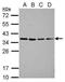 Hes Related Family BHLH Transcription Factor With YRPW Motif 1 antibody, PA5-31076, Invitrogen Antibodies, Western Blot image 