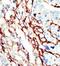 EPH Receptor A7 antibody, GTX25411, GeneTex, Immunohistochemistry paraffin image 