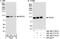 DExD-Box Helicase 21 antibody, NB100-1716, Novus Biologicals, Western Blot image 