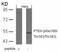 Phosphatase And Tensin Homolog antibody, 79-132, ProSci, Western Blot image 