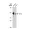GATA Binding Protein 3 antibody, GTX01198, GeneTex, Western Blot image 
