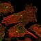 Testis Specific Serine Kinase 1B antibody, NBP1-83883, Novus Biologicals, Immunofluorescence image 