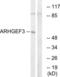 Rho Guanine Nucleotide Exchange Factor 3 antibody, LS-C120332, Lifespan Biosciences, Western Blot image 