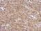 Phosphodiesterase 11A antibody, NBP2-19743, Novus Biologicals, Immunohistochemistry frozen image 