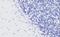 FA Complementation Group L antibody, 42-798, ProSci, Western Blot image 
