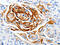 Lysophosphatidic Acid Receptor 4 antibody, CSB-PA037833, Cusabio, Immunohistochemistry paraffin image 
