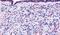 Thyroid Hormone Receptor Alpha antibody, PA5-33076, Invitrogen Antibodies, Immunohistochemistry frozen image 