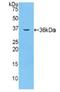 Coagulation factor V antibody, LS-C294077, Lifespan Biosciences, Western Blot image 