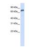 Tripartite Motif Containing 45 antibody, NBP1-53109, Novus Biologicals, Western Blot image 