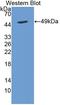 Cytohesin 2 antibody, LS-C374158, Lifespan Biosciences, Western Blot image 