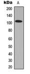 G Protein Regulated Inducer Of Neurite Outgrowth 1 antibody, abx121615, Abbexa, Western Blot image 