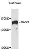 Calcium Sensing Receptor antibody, LS-C748064, Lifespan Biosciences, Western Blot image 