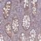 Early Endosome Antigen 1 antibody, HPA038158, Atlas Antibodies, Immunohistochemistry frozen image 
