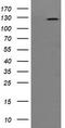 Phosphatidylinositol-4,5-Bisphosphate 3-Kinase Catalytic Subunit Gamma antibody, TA505257S, Origene, Western Blot image 